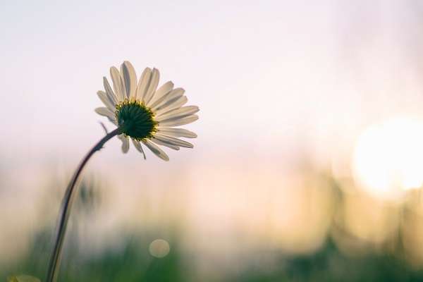 Image of daisy leaning towards the sun by unsplash