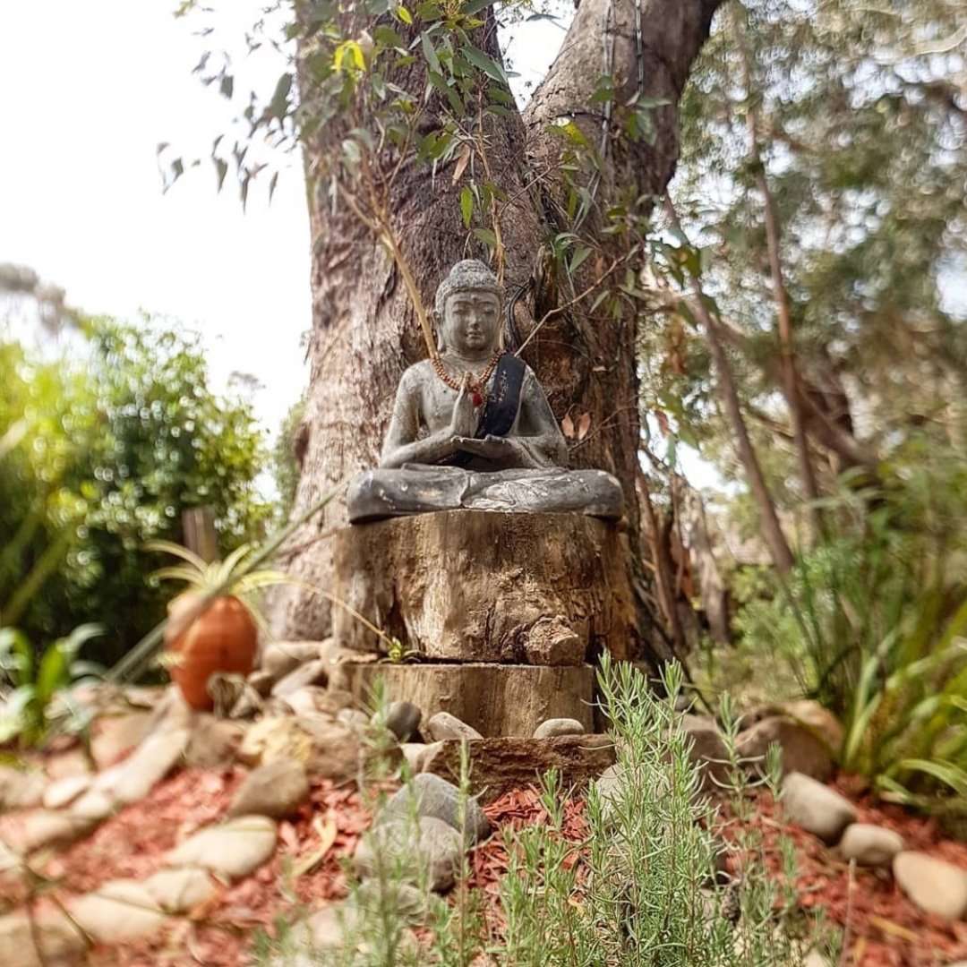 buddha nestled in bushland at happy buddha retreats